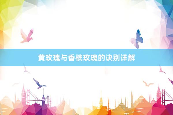 黄玫瑰与香槟玫瑰的诀别详解