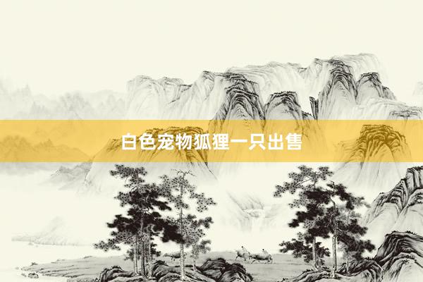 白色宠物狐狸一只出售