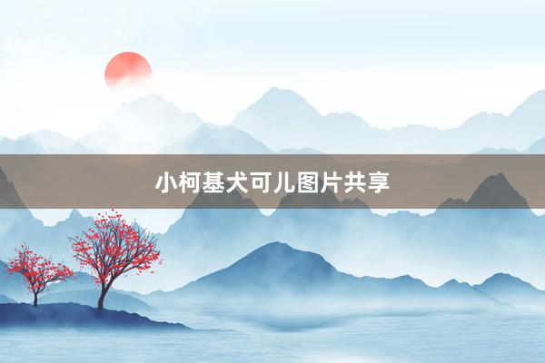小柯基犬可儿图片共享